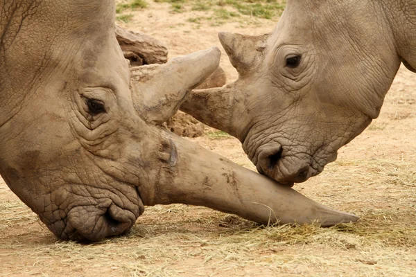 Beyaz gergedan savaş 11