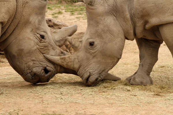 Beyaz gergedan savaş 10