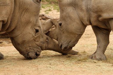Beyaz gergedan savaş 15