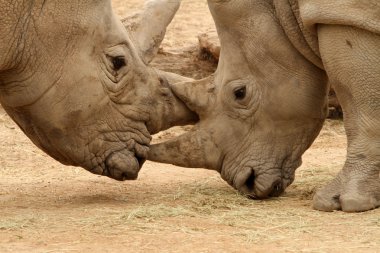 White Rhinoceros Battle 17 clipart