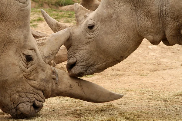 Beyaz gergedan Battle13