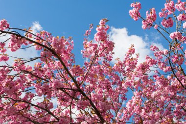 Mavi gökyüzü karşı: Nisan içinde çiçek açan Japon çiçekli kiraz ağacı