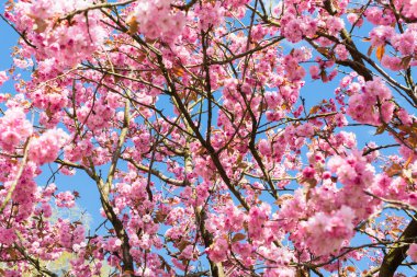 Mavi gökyüzü karşı: Nisan içinde çiçek açan Japon çiçekli kiraz ağacı