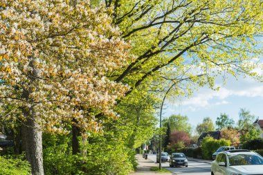 Bahar beyaz bulutlar ile mavi gökyüzü karşı içinde çiçek açan ağaçlar.