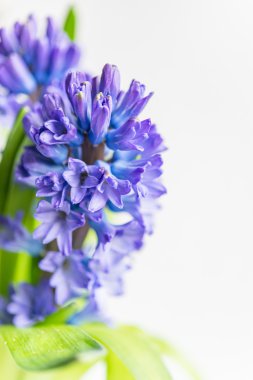 Asparagaceae aile çiçek açan sümbüller cam vazo içinde sunulan 