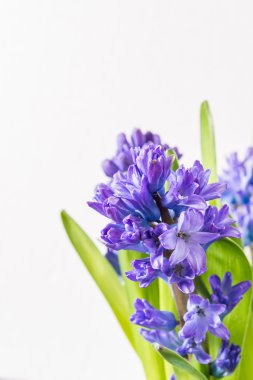 Asparagaceae aile çiçek açan sümbüller cam vazo içinde sunulan