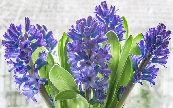 Chřestovité rodiny kvetoucí hyacinty v váza — Stock fotografie