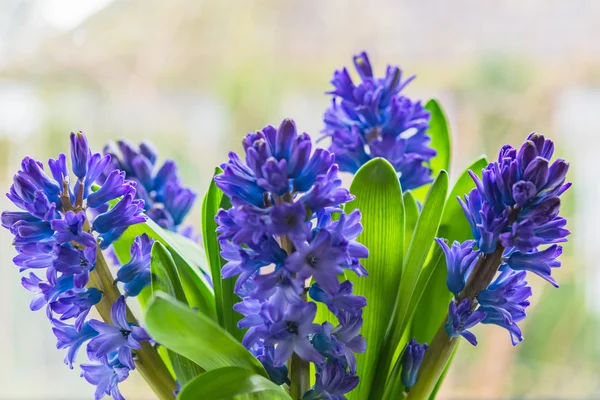 Asparagaceae family blooming hyacinths in vase — Stock Photo, Image