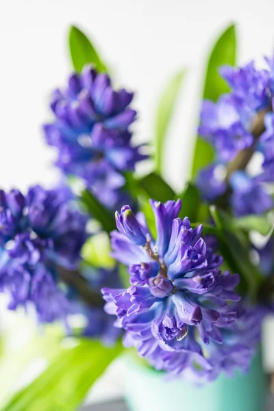 Asparagaceae family blooming hyacinths in vase — Stock Photo, Image