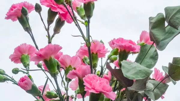 Uspořádání krásné růžové božské květin kvetoucí na jaře — Stock fotografie