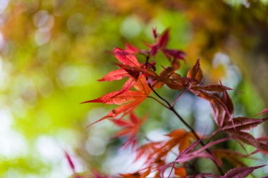 İlkbaharda yeşil bokeh arka planı kırmızı acer ağaç yaprak