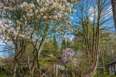 Bahar beyaz bulutlar ile mavi gökyüzü karşı içinde çiçek açan ağaçlar