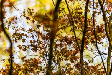 Bulanık ve ilkbaharda soyut acer ağaç yaprak