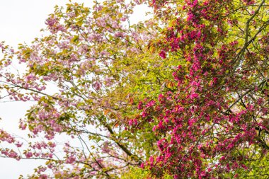 Nisan çiçek açan pembe çiçekli kiraz ağacı ve kırmızı çiçekli Frenk üzümü