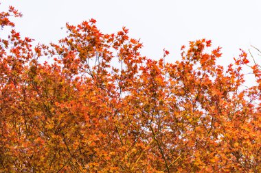 İlkbaharda taze kırmızı acer ağaç yaprak