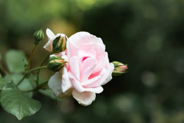 Başlık türkisch ön görünüm romantik başkanı karşı arka plan bulanık gül kızarır odaklanmak