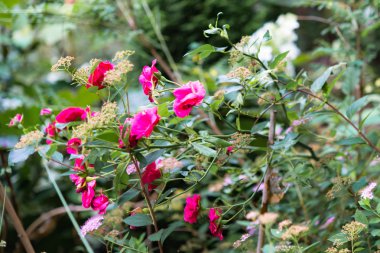 Zavallı ışık Wb odak güzel çiçek vahşi romantik kırmızı gül yaz bahçesinde çiçek açar