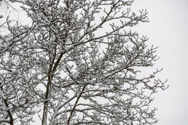 Önden Görünüm, taze xmas kar kış manzara ağaçlarda kaplı.