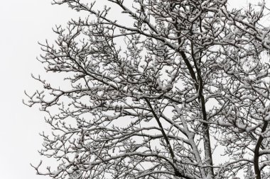 Önden Görünüm, taze xmas kar kış manzara ağaçlarda kaplı.