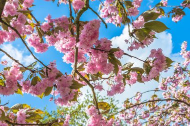 Nisan çiçek pembe prunus ağaç üzerinde güneşli gün blu sky