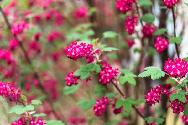 April blooming red flowering currant in spring garden bokeh background — Stock Photo, Image