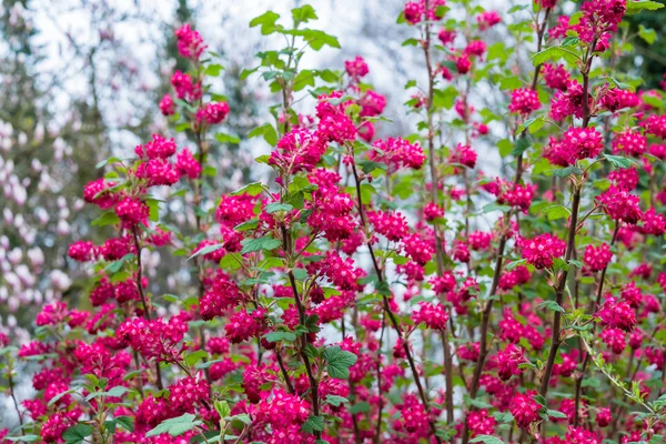 April blooming red flowering currant in spring garden bokeh background — Stock Photo, Image