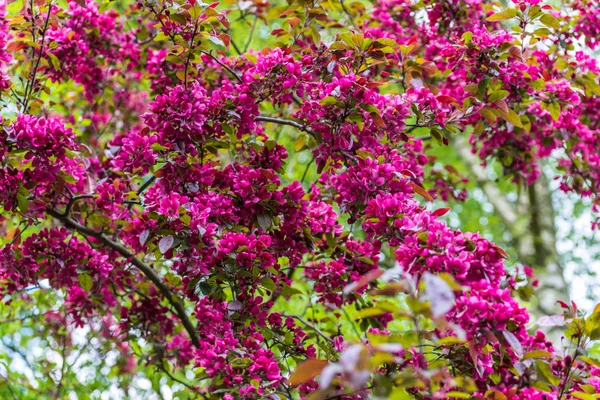 April blooming red flowering currant in spring garden — Stock Photo, Image