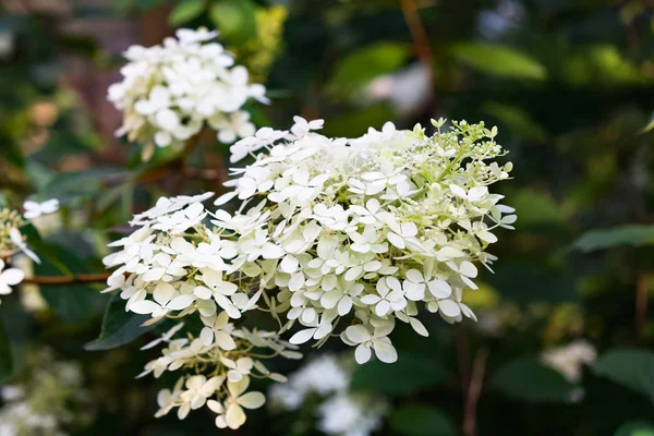 Blooming white hydrangea plant with green leaves in summer garden