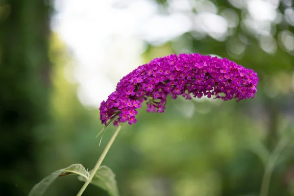 Focus title Blooming purpur Buddleia davidii plant in summer garden against bokeh background — Stock Photo, Image