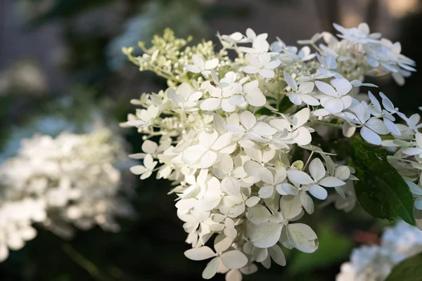 Floreciente planta de hortensia blanca con hojas verdes en el jardín de verano —  Fotos de Stock