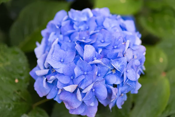 Blooming blue hydrangea plant with green leaves in summer garden — Stock Photo, Image