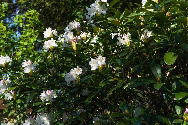 Azalea rododendro fiori bianchi nel giardino primaverile — Foto Stock
