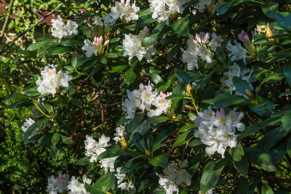 Azalea rhododendron white blossoms in spring garden — Stock Photo, Image