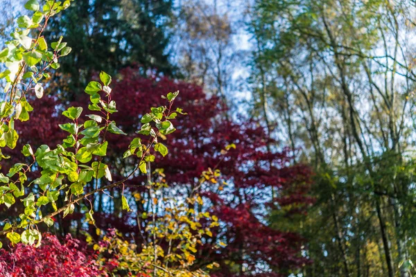 Осенние деревья с красными, желтыми и оранжевыми листьями в парке — стоковое фото
