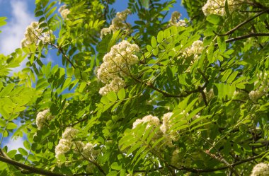 Açık mavi gökyüzü karşı yeşil yaprakları ile çiçek açması rowan ağacı