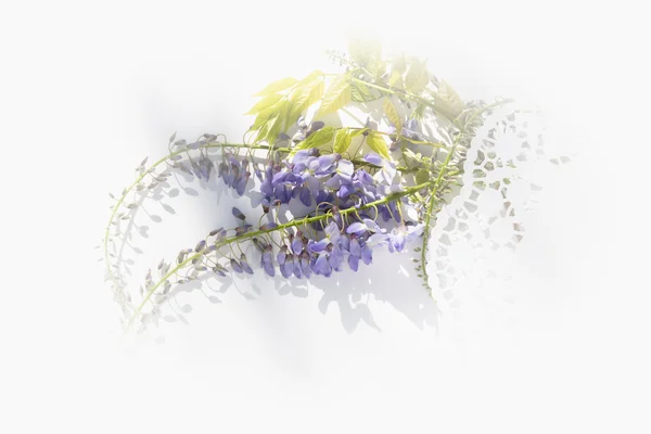 Aerial view lilac wisteria flowers covered with romantic white lace