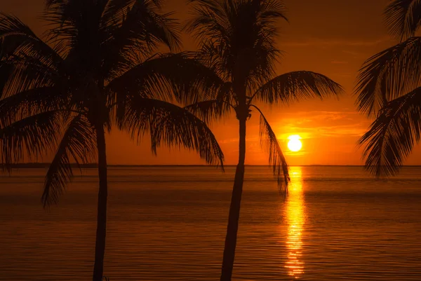 Atlantischen Strand Dämmerung mit Sonnenuntergang und Palmen Silhouette — Stockfoto