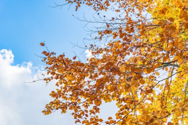 Sarı ve turuncu yaprak ile sonbahar ağacı