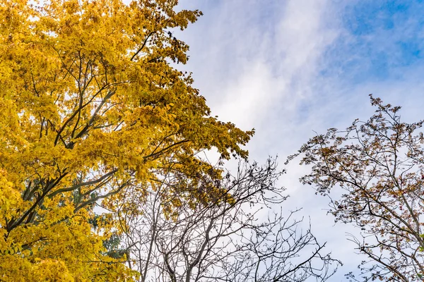 Podzimní strom s listy, žluté a oranžové — Stock fotografie
