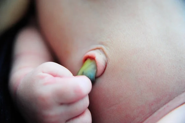 The umbilical cord — Stock Photo, Image