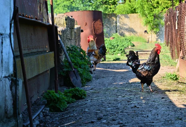 Der Hahn — Stockfoto