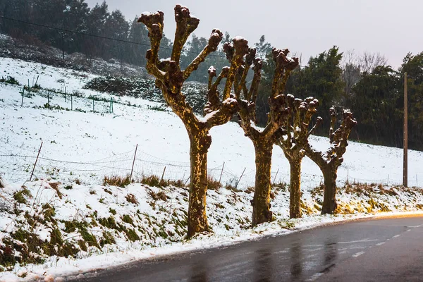 Cuatro Árboles Paisaje Nevado Carretera Que Conduce Monte Naranco Oviedo —  Fotos de Stock