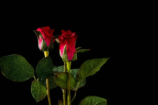 Τεχνητό Κόκκινο Λουλούδι Μαύρο Φόντο Πράσινο Stem Φωτογραφία Θέλει Δείξει — Φωτογραφία Αρχείου