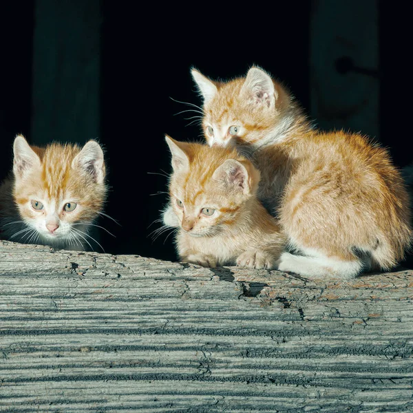 Cats in a town in the council of Aller in Asturias, Spain. In the photo there are three orange and white cats. The cats are only a few months old.