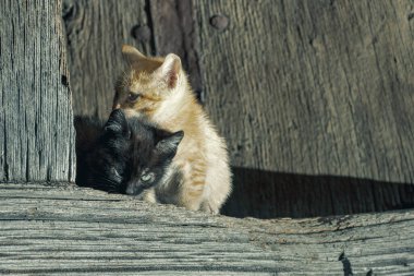 İspanya 'nın Asturias şehrinde Aller konseyindeki bir kasabada kediler. Fotoğrafta iki kedi var, biri turuncu ve beyaz ve diğeri siyah. Kediler sadece birkaç aylık..