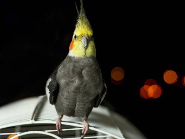 Kafesinde güzel bir Bokeh olan Nymph adında bir kuş. Fotoğraf siyah arkaplanlı yatay bir fotoğraf.