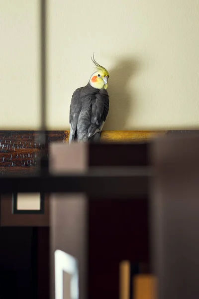 Evdeki Aynada Carolina Adında Bir Kuş Fotoğraf Dikey Olarak Çekilmiş — Stok fotoğraf