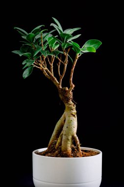 Bonsai siyah arka planda beyaz tencerede. Stüdyoda yapay ışıkla çekilmiş dikey fotoğrafçılık..