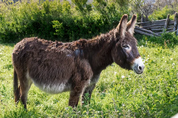 General shot of a brown donkey in a meadow on a farm in Asturias.For the photographic shot a mixture of natural light and artificial light was used and it was taken in horizontal format.