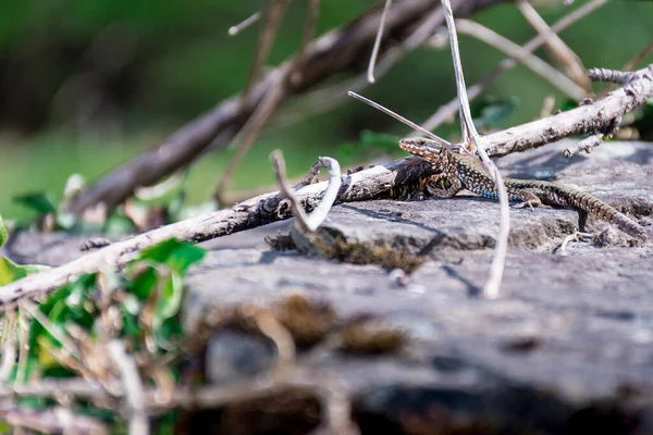 Close Lagarto Com Cauda Cortada Olhando Para Câmera Fotografia Tem — Fotografia de Stock